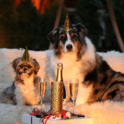 Brown Shih Tzu and an adult golden retriever with sparkling wine