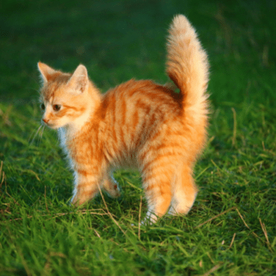 Ginger kitten on a grassy lawn with its tail standing up