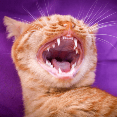 Ginger cat with mouth open wide