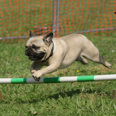 Brown pug on a training course