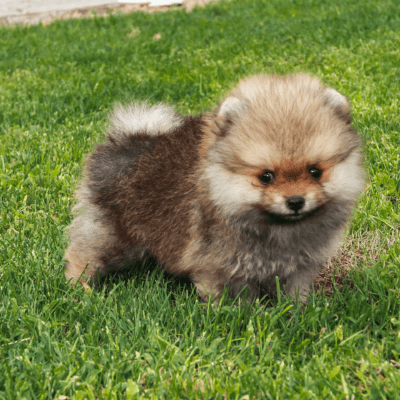 Brownish Pomeranian on a grassy lawn
