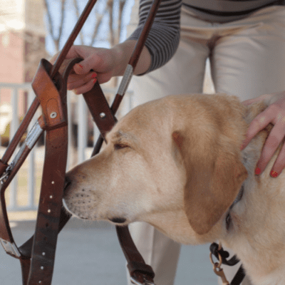 Brownish dog sniffs on a leash