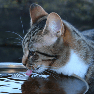 Gray cat licking on a big bowl of water