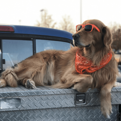 Brown hairy adult dog with red bandanas and red sunglasses
