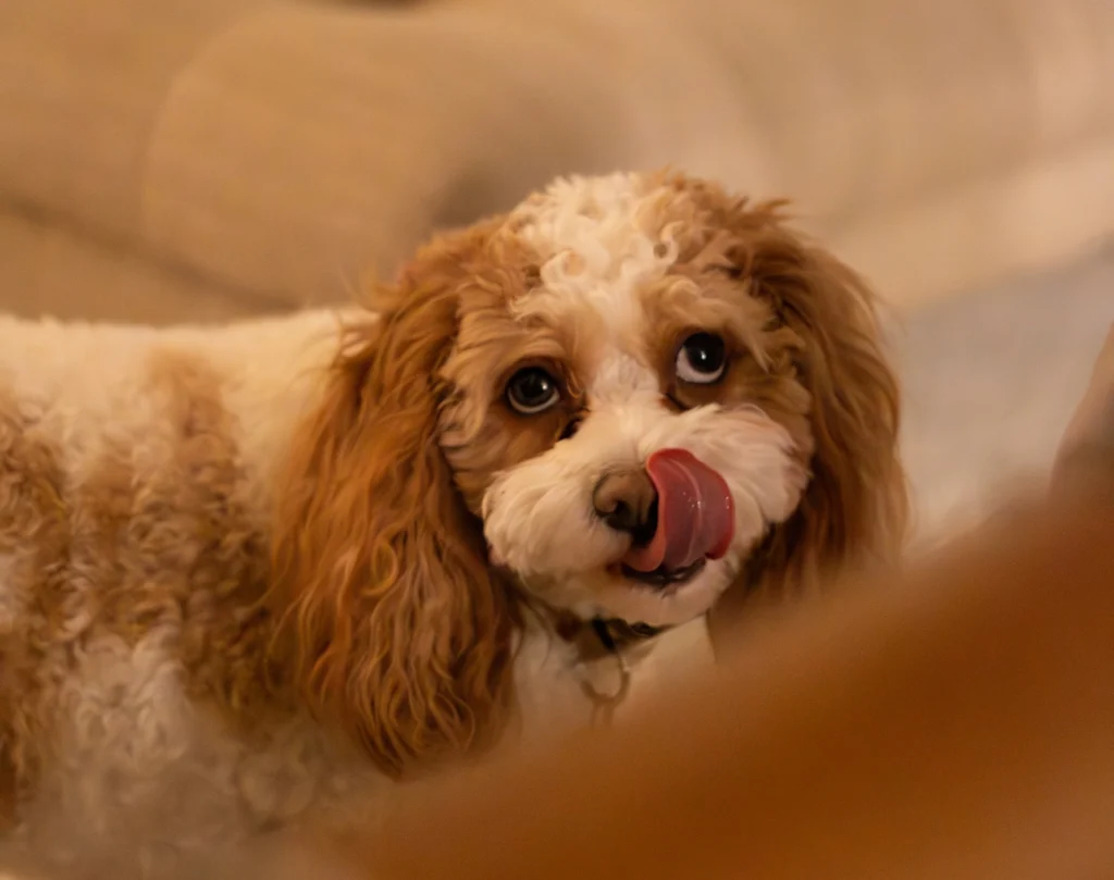 A dog with long, curly brown and white hair looks up with its tongue sticking out.
