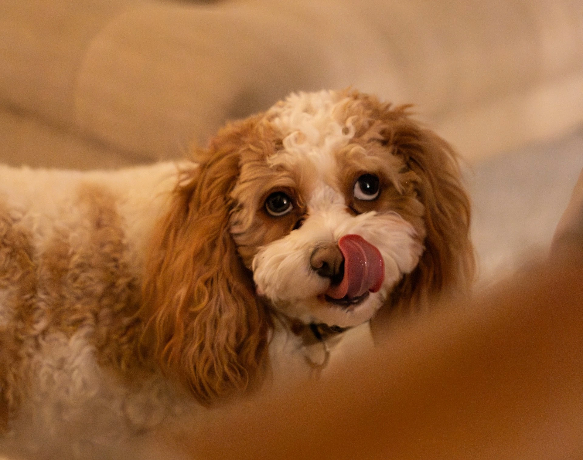 A dog with long, curly brown and white hair looks up with its tongue sticking out.
