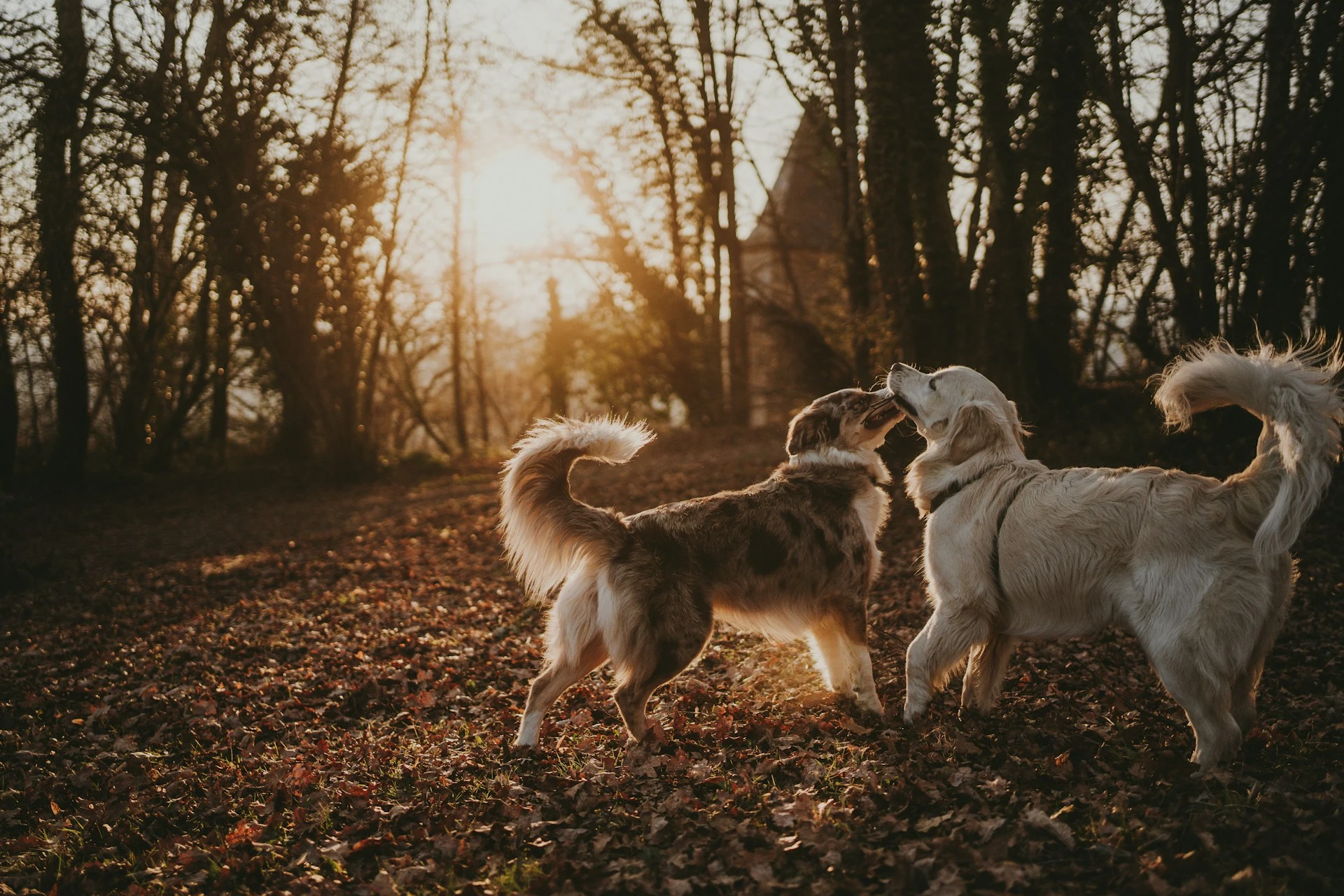 Two dogs stand on a leaf-covered ground in a forest with the sun setting behind them.