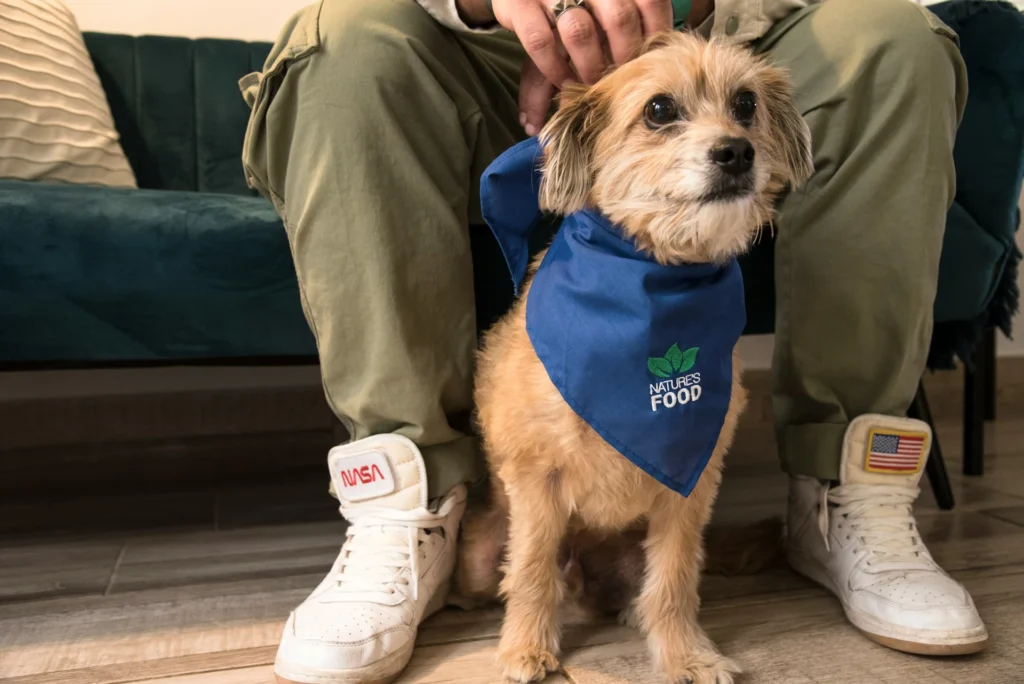 A dog wearing a blue bandana sits between a person's legs.