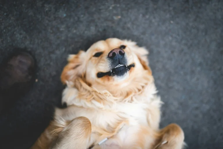 A Golden Retriever lies on its back on a concrete surface.