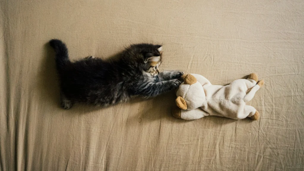 A fluffy kitten plays with a stuffed animal on a tan blanket.